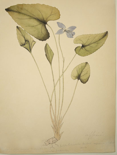 Viola_24